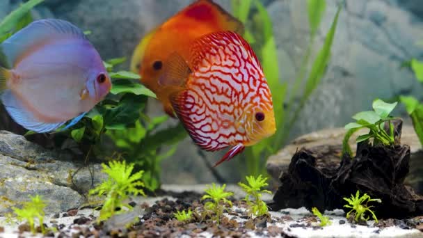 Zicht Discus Vissen Zwemmen Geplant Aquarium Tropische Vissen Hobby Concept — Stockvideo