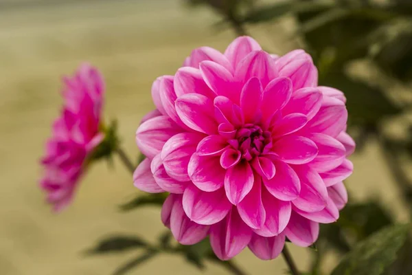 Gorgeous Close View Pink Dahlia Flower Isolated Green Background Beautiful — Stock Photo, Image