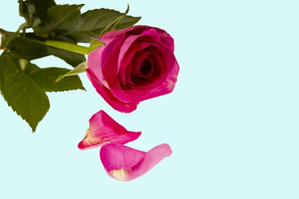 ブルーを基調としたピンク色のゴージャスさが際立ちます 赤いバラの背景 バレンタインデーの背景 — ストック写真