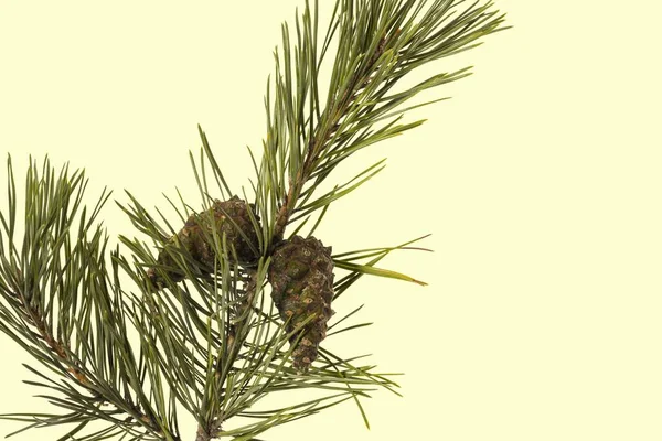 소나무 가지를 가까이 노란색 배경에 갈색의 반점이 자연의 크리스마스 — 스톡 사진