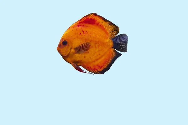 Nahaufnahme Der Wunderschönen Roten Melone Diskus Aquarienfische Isoliert Auf Blauem — Stockfoto