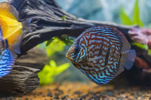 Close up view of gorgeous tiger turks discus aquarium fish. Hobby concept.