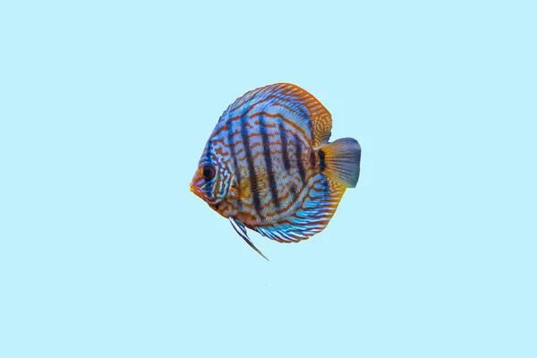 Nahaufnahme Der Wunderschönen Tigertürken Diskus Aquarienfische Isoliert Auf Blauem Hintergrund — Stockfoto