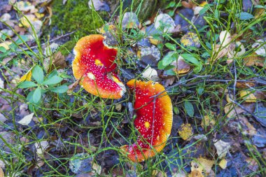 Sonbahar ormanlarının arka planındaki kırmızı mantarların yakın görüntüsü. Güzel doğa geçmişi.