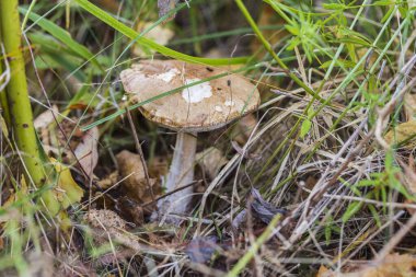 Sonbahar manzarasında izole edilmiş kahverengi mantar mantarının güzel yakın görüntüsü. Sonbahar doğası.