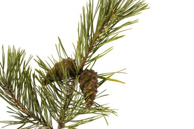 Yeşil çam ağaçlarının beyaz arka planda izole edilmiş kahverengi konisi ile yakın görüntüsünü al. Doğa konsepti. Noel konsepti.