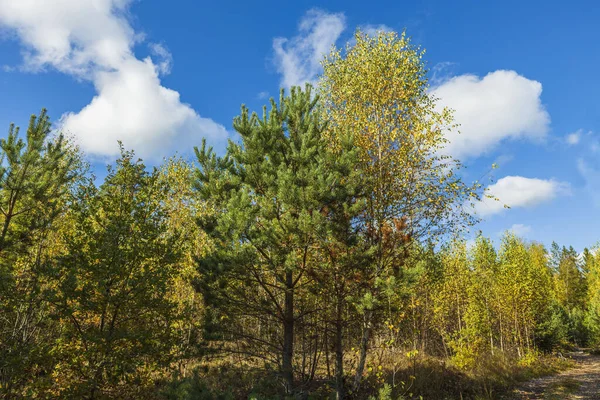 Прекрасний Вид Осінньо Жовті Лісові Дерева Фоні Блакитного Неба — стокове фото