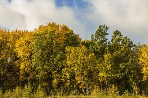 Чудовий Осінній Барвистий Краєвид Природу Прекрасні Природні Фони Зелені Жовті — стокове фото