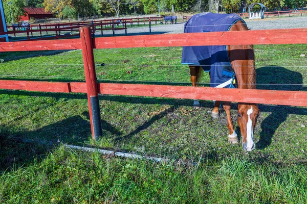 Vacker Närbild Häst Bete Paddock Begreppet Djur — Stockfoto