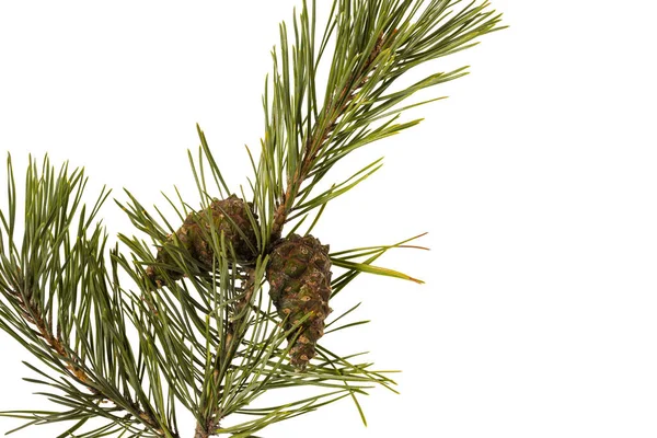 Close View Green Pine Trees Branch Brown Cone Isolated White Stock Picture