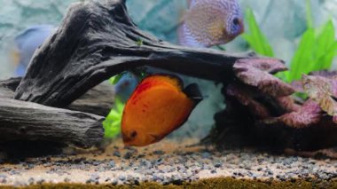 Dikilmiş akvaryumda yüzen disk balığı manzarası. Tropik balıklar. Güzel doğa geçmişi. Hobi konsepti.