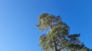 Renkli ağaçların, çam ağaçlarının tepesinde güzel bir zaman atlaması. Güzel doğa arkaplanı.
