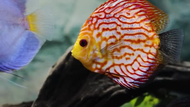 Vista Cerca Del Magnífico Tablero Ajedrez Rojo Mapa Discus Peces — Vídeos de Stock