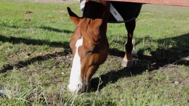 Vue Rapprochée Mignon Cheval Brun Blanc Mâchant Herbe Par Une — Video