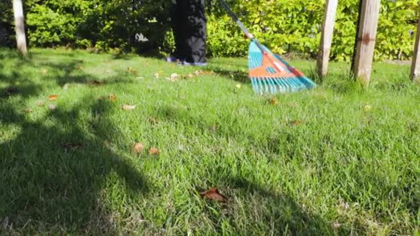 Çimenleri Temizleyen Adamın Tırmıkla Düşen Yaprakları Oluşturduğunu Görmek Sonbahar Mevsimi — Stok video
