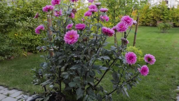 Πανέμορφη Θέα Των Ροζ Λουλουδιών Ντάλια Που Απομονώνονται Πράσινο Φόντο — Αρχείο Βίντεο