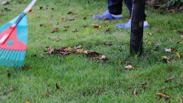 人間の掃除草のフォームのビュー熊手で落ち葉 秋の季節のコンセプト背景 — ストック動画