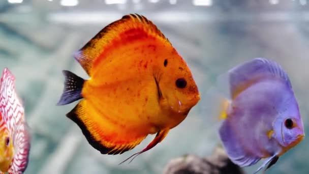 Vista Cerca Los Magníficos Peces Acuario Disco Melón Rojo Concepto — Vídeo de stock