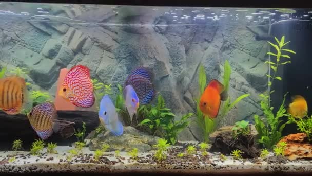 Close Zicht Discus Vissen Zwemmen Beplant Aquarium Tropische Vissen Prachtige — Stockvideo