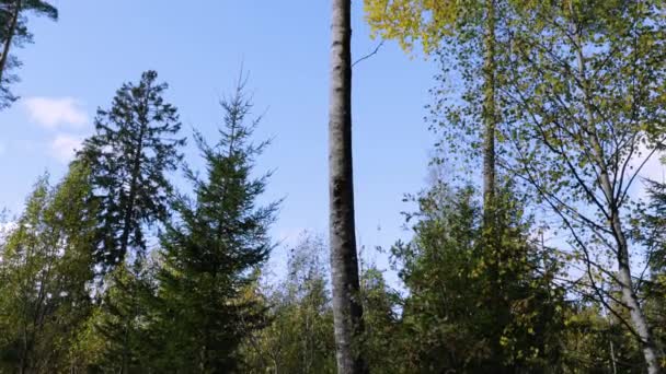 Prachtig Uitzicht Herfstbos Met Groene Gele Bomen Blauwe Lucht Met — Stockvideo