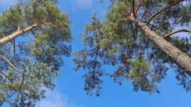 Renkli ağaçların, çam ağaçlarının tepesinde güzel bir zaman atlaması. Güzel doğa arkaplanı.