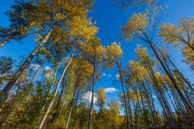 Mavi gökyüzü arka planında sonbahar ağaçlarının güzel manzarası. Muhteşem doğa geçmişi.