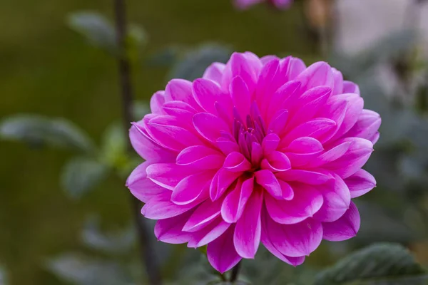 Gorgeous Close View Pink Dahlia Flower Isolated Green Background Beautiful — Stock Photo, Image