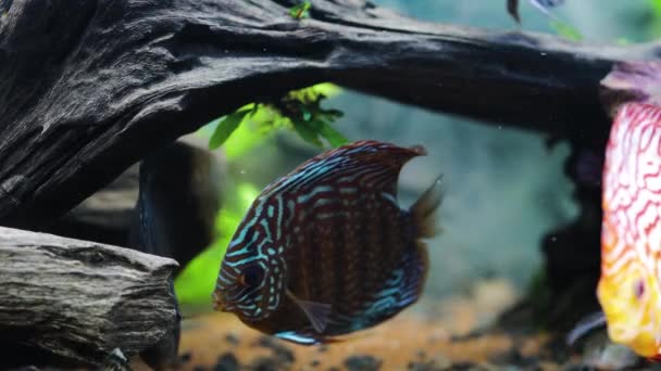 Vista Los Peces Disco Nadando Acuario Plantado Peces Tropicales Hermosos — Vídeos de Stock