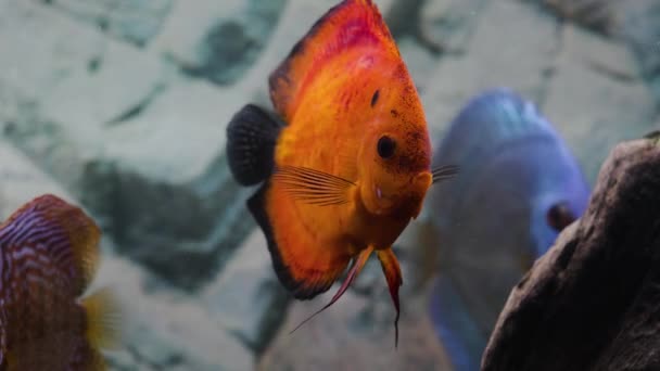 수족관 물고기를 가까이서 수있다 — 비디오