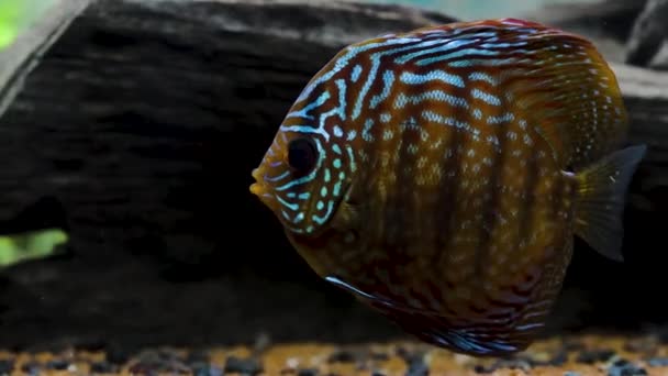 Nahaufnahme Der Wunderschönen Tigertürken Diskus Aquarienfische Hobby Konzept — Stockvideo