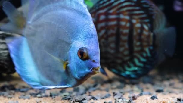 Close Zicht Prachtige Tijger Turken Discus Aquarium Vissen Hobby Concept — Stockvideo