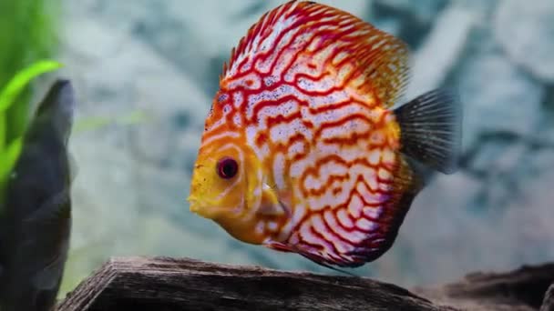 Close View Gorgeous Checkerboard Red Map Discus Aquarium Fish Koncept — Stock video