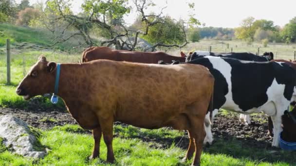 Hermosa Vista Del Grupo Vacas Colores Campo Hermoso Día Otoño — Vídeo de stock