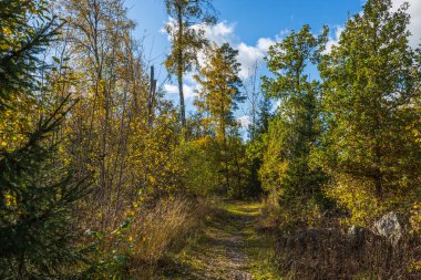 Mavi arka planda sonbaharın güzel manzarası sararmış orman ağaçları..
