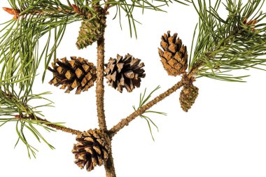 Beyaz arka planda izole edilmiş kahverengi konili yeşil çam ağaçlarının görüntüsü. Doğa konsepti. Noel konsepti.