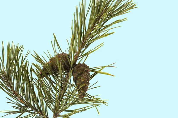 Close View Green Pine Trees Branch Brown Cone Isolated Blue — Stock Photo, Image