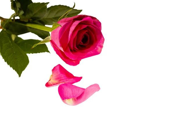 白い背景に隔離された美しいピンクのバラのクローズアップビュー バレンタインデーの背景 郵便はがき — ストック写真