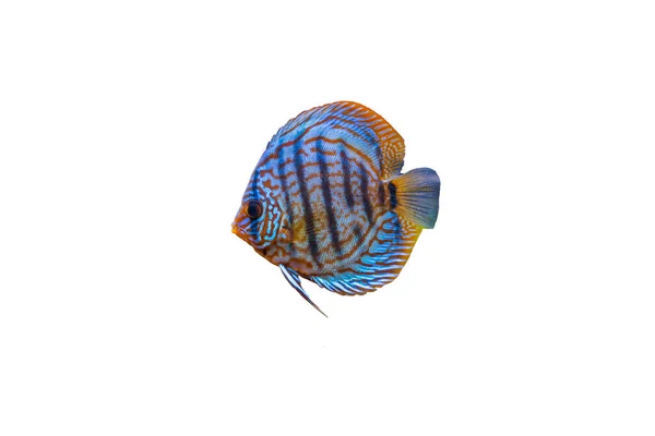 Close View Gorgeous Tiger Turks Discus Aquarium Fish Isolated White — Stock Photo, Image