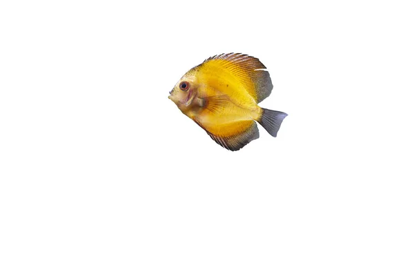 Närbild Underbara Millennium Guld Diskus Akvarium Fisk Isolerad Vit Bakgrund — Stockfoto