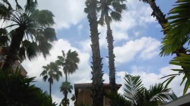 Mavi gökyüzünde güzel palmiye ağaçları ve beyaz bulutlar. Aruba Adası