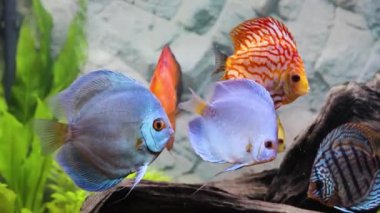 Dikilmiş akvaryumda yüzen disk balığı manzarası. Tropik balıklar. Güzel doğa geçmişi. Hobi konsepti.