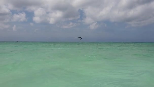 Vista Deslumbrante Bela Pelicano Subindo Céu Azul Sobre Água Oceano — Vídeo de Stock