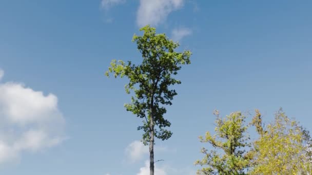 Bela Vista Mais Outono Coloridos Topos Árvores Fundo Céu Azul — Vídeo de Stock