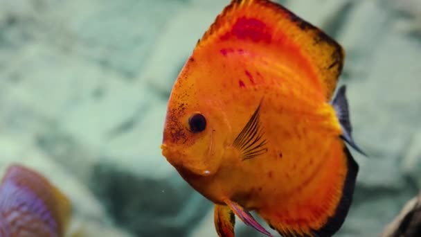 Close Zicht Prachtige Rode Meloen Discus Aquarium Vissen Hobby Concept — Stockvideo