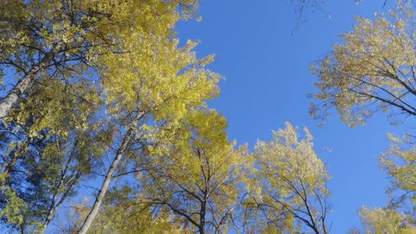 Прекрасний Вид Осінньо Жовті Лісові Дерева Фоні Блакитного Неба — стокове відео
