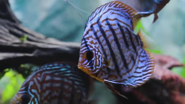 Close Zicht Prachtige Tijger Turken Discus Aquarium Vissen Hobby Concept — Stockvideo