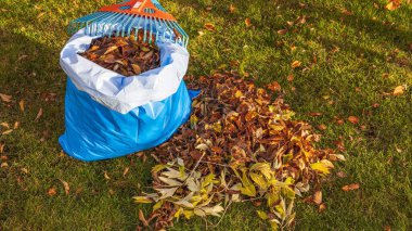 Güzel sonbahar manzarası. Plastik torba içinde ve yakınında düşen yapraklar ve hala yeşil çimen arka planda tırmık. Sonbahar mevsimi konsepti. 