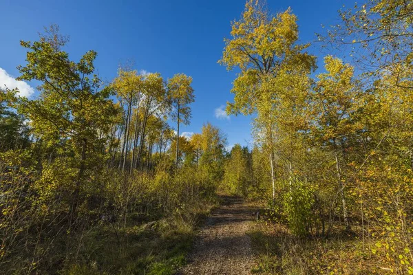 Прекрасний Вид Осінньо Жовті Лісові Дерева Фоні Блакитного Неба — стокове фото