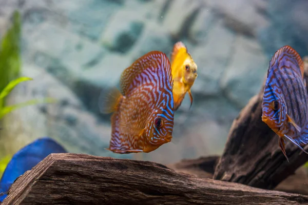 Zicht Discus Vissen Zwemmen Geplant Aquarium Tropische Vissen Prachtige Natuur — Stockfoto