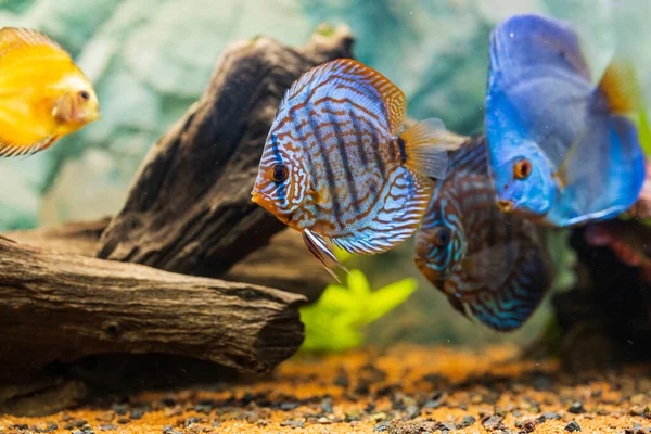 Dikilmiş Akvaryumda Yüzen Disk Balığı Manzarası Tropik Balıklar Güzel Doğa — Stok fotoğraf